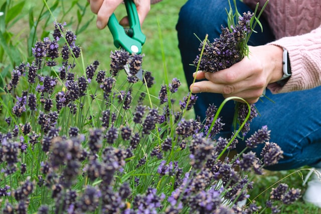 Lavendel